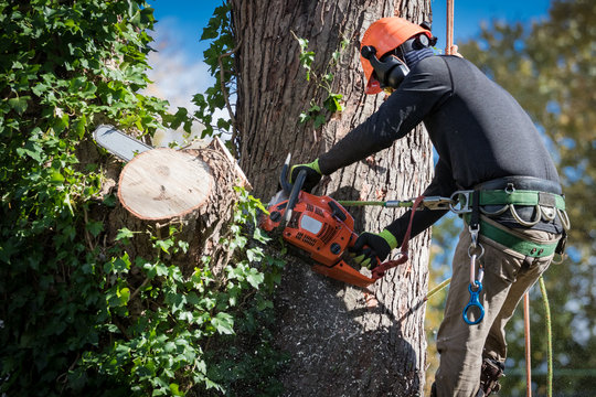 Tree Service marketing services